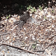 Turdus merula