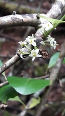Gymnosporia thompsonii