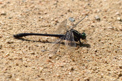 Asiagomphus melaenops