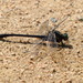 Asiagomphus melaenops - Photo (c) harum.koh, algunos derechos reservados (CC BY-NC-SA), subido por harum.koh