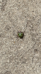 Nezara viridula