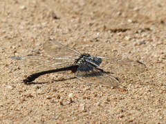 Asiagomphus melaenops