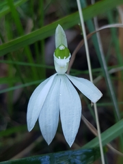 Caladenia catenata