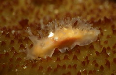 Tritonicula myrakeenae