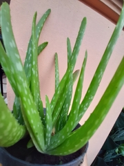 Aloe vera vera