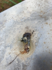 Ochetellus glaber
