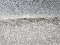 Pheidole nodus