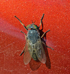 Tabanus bromius