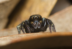Salpesia