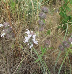 Monarda clinopodioides