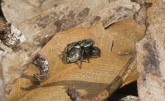 Salpesia