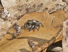 Salpesia