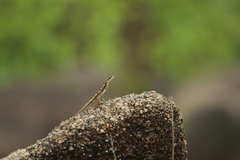 Sitana