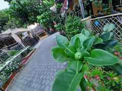Citrus hystrix