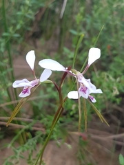 Diuris alba