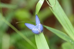 Nacaduba cyanea