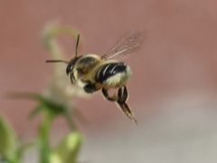 Megachile willughbiella