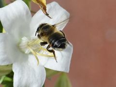 Megachile willughbiella