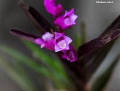 Isochilus bracteatus