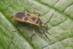 Physopelta gutta gutta