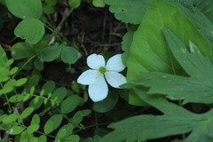 Anemonastrum deltoideum