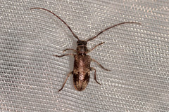 Exocentrus adspersus