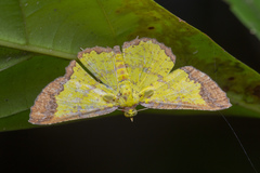 Corymica latimarginata