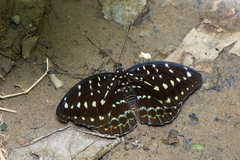 Lexias pardalis dirteana