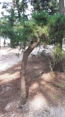 Pinus