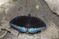 Lexias pardalis dirteana