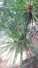 Pinus