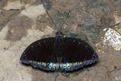 Lexias pardalis dirteana