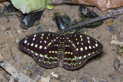 Lexias pardalis dirteana