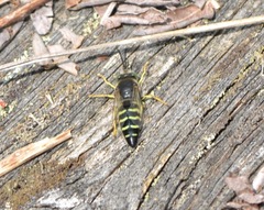 Bembix americana spinolae