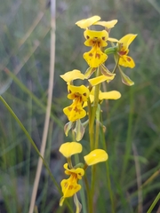 Diuris unica
