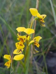 Diuris unica
