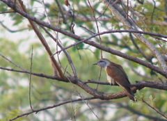 Cacomantis sonneratii