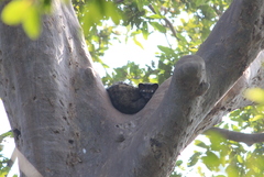 Paradoxurus hermaphroditus