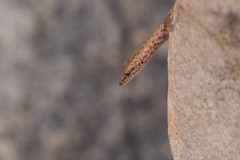 Cryptoblepharus zoticus