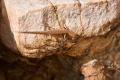 Cryptoblepharus zoticus