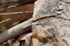 Cryptoblepharus zoticus