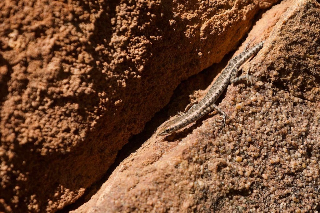 Agile Snake-Eyed Skink