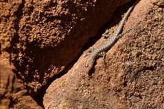 Cryptoblepharus zoticus