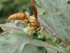 Polistes japonicus