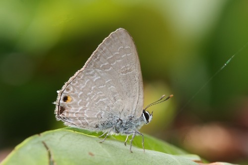 Pale Ciliate-blue