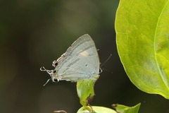 Hypolycaena phorbas