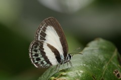 Nacaduba cyanea