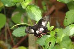 Papilio ambrax