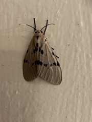 Amsactoides guangxica