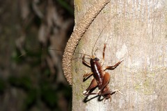 Penalva flavocalceata